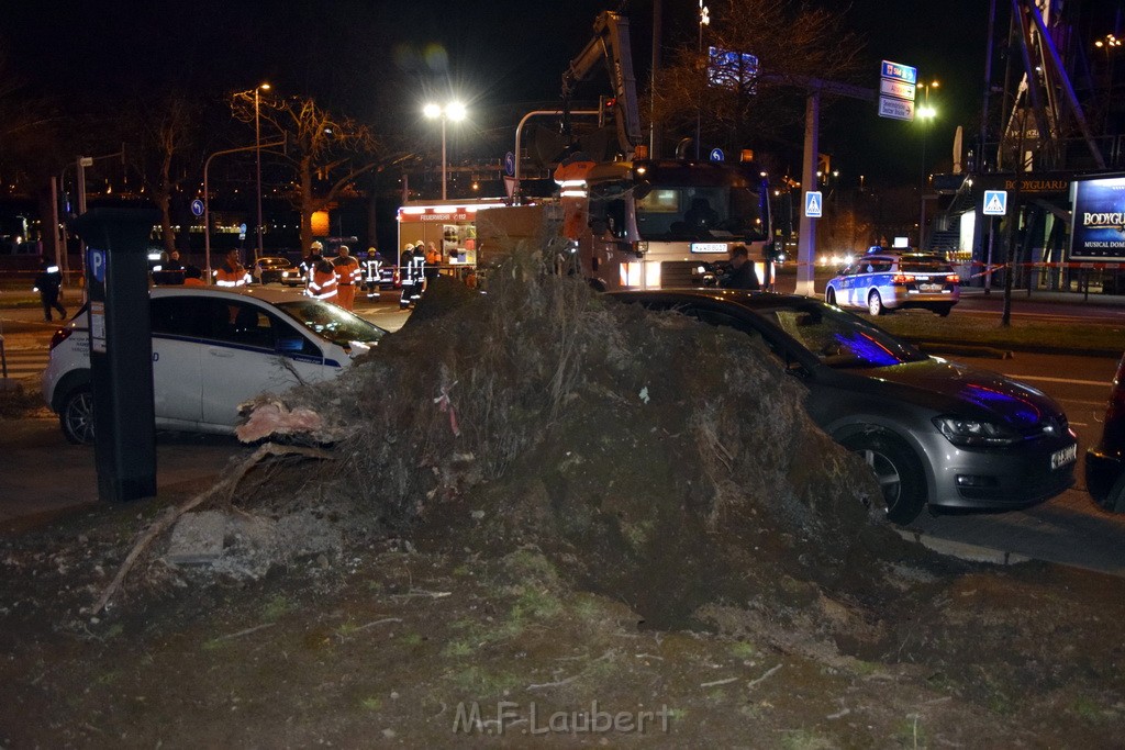 Baum auf PKWs Koeln Mitte Rheinuferstr Goldgasse P009.JPG - Miklos Laubert